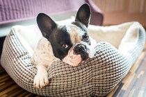 愛犬のベッドはどれぐらいの頻度で洗うべき？理想的な洗濯方法や注意点まで解説