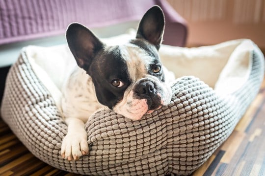 愛犬のベッドはどれぐらいの頻度で洗うべき?理想的な洗濯方法や注意点まで解説