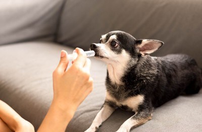 シリンジで薬を飲んでいるチワワ