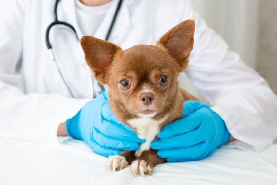 アトピー治療中の愛犬に「黒いイボ」が多発…知っておきたい皮膚乳頭腫症の基礎知識【獣医師が解説】