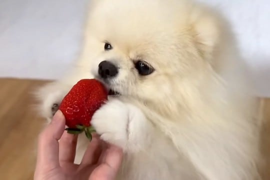 はじめて『高級イチゴ』を口にする犬→おててを添えながら味見して…癒しが止まらない『尊い反応』が14万再生「可愛くてメロメロ」「反則w」