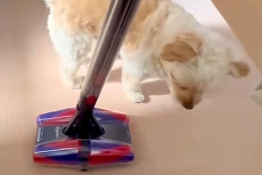 掃除機を『敵』と認識した犬→横目で様子をうかがっていると思ったら…まさかの『反撃方法』が40万再生「渾身の一撃で草」「やったった感ｗｗ」