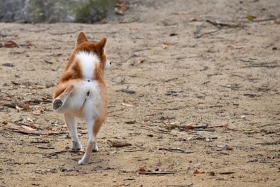 地面を蹴る犬