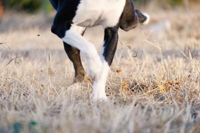 地面を掘る犬