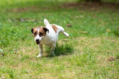芝生を蹴り上げる犬