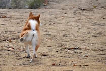 犬がウンチをした後に『地面を蹴る』のはなぜ？やめてほしい場合に飼い主ができることまで