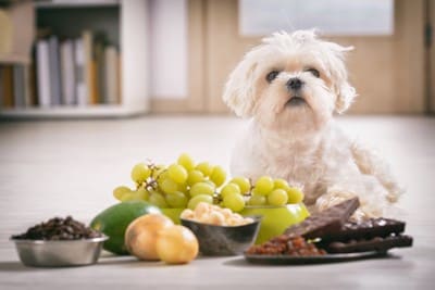 犬にとって危険な食べ物