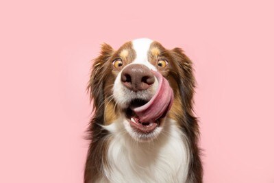 舌なめずりする犬