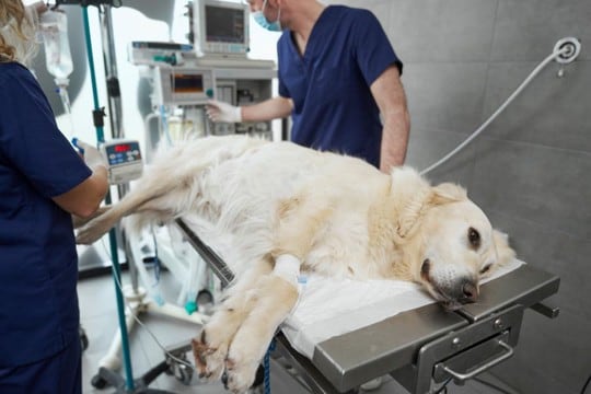 犬が誤飲すると『死ぬかもしれないモノ』4選 今すぐに病院へ行くべき危険な症状まで