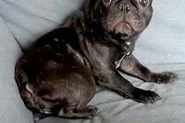イタズラがバレた犬→『怒られる』と察して…まるでアニメキャラのような『表情や反応』が1168万再生「助け求めてて草」「人間味ありすぎｗ」