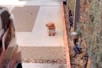 しばらく入院することになった女性→大きな荷物を抱えて外に出たら、犬が待っていて…胸打たれる光景が89万再生「涙が出た…」「なんて健気」