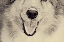 写真の整理をしていたら『20年以上前に撮った愛犬』を発見→よく見てみると…『まさかの気付き』に9万いいね「ダメだ泣ける」「大好きって顔」