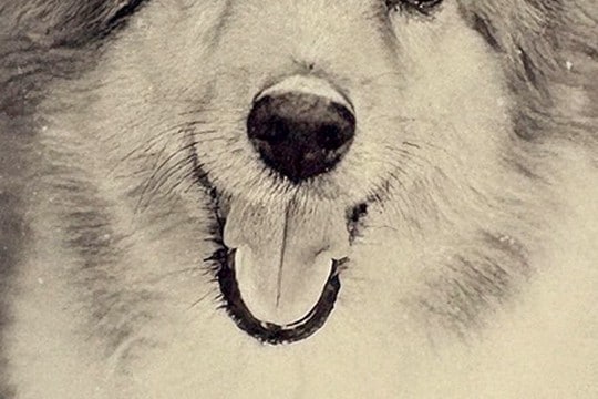 写真の整理をしていたら『20年以上前に撮った愛犬』を発見→よく見てみると…『まさかの気付き』に9万いいね「ダメだ泣ける」「大好きって顔」