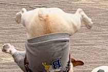 鈍臭すぎる犬が『ボール遊び』をした結果→盛大にコケてしまい…「ボールより転がってて草」「ブレイクダンスｗ」シュール過ぎる光景が88万表示