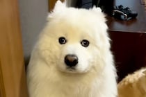 父親が息子を叱った結果→大型犬が『自分が怒られている』と勘違いして…怖がって見せた『尊すぎる行動』に反響「顔ｗｗ」「何もしてないのにｗ」