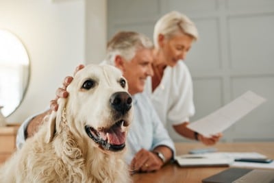 書類を見る夫婦と犬