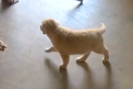 子犬から隠れてみた結果→必死に探し始めて、見つけた瞬間に…あまりにも尊い反応に絶賛の声「マジ天使」「幸せな気持ちになる」