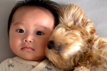 赤ちゃんが生まれ、犬が『お兄ちゃん』になった結果…大切にしているのが伝わる『尊い記録』が164万再生「この上ないほどの幸せ」「優しすぎ」