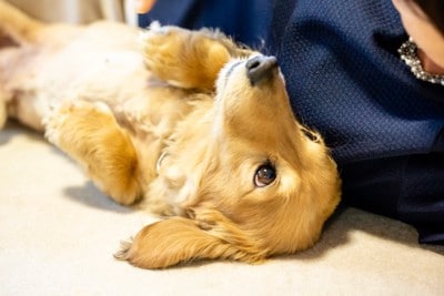 一緒に寝転がる犬と女性