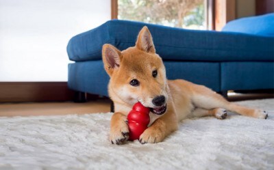 赤いおもちゃを噛んで遊ぶ犬