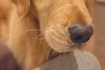 なぜか『大切にしていた化粧品が壊れていた』ので、大型犬の顔を見てみたら…わかりやす過ぎる『表情』に7万いいね「目がｗｗ」「黙秘権行使」