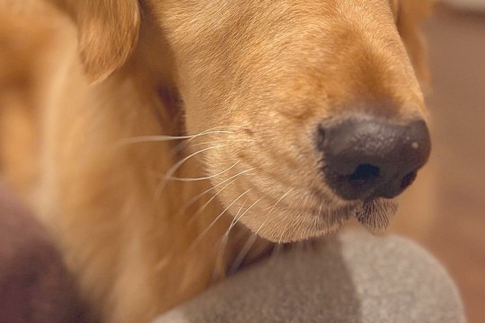 なぜか『大切にしていた化粧品が壊れていた』ので、大型犬の顔を見てみたら…わかりやす過ぎる『表情』に7万いいね「目がww」「黙秘権行使」