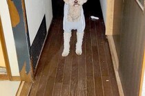 入院中、家族からLINE→『犬がお母さん探してる』と写真が送られてきて…今すぐ帰りたくなる『切ない光景』に反響「泣けた」「お互い辛いね」