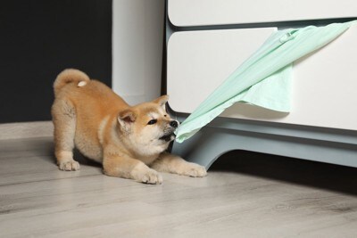 秋田子犬、引っ張る