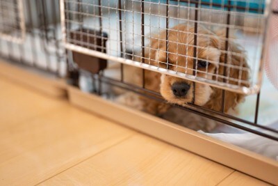 ケージ、コッカー子犬