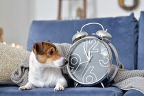 犬は人間のように『時間』がわかるの？愛犬にとっての時間の感覚や判断する方法まで