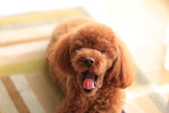 犬が『精神的苦痛』を感じているサイン4選 ストレスを与えすぎた場合の危険な症状まで