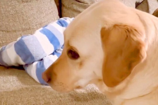 いつも男の子を寝かしつけている大型犬→ある日、男の子が先に寝てしまったら…家族愛溢れる『尊い行動』が37万再生「焦ってる顔w」「強引w」