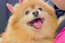 他界した飼い主を『2日間も見守り続けた犬』→発見されるまで寄り添っていて…涙が止まらない展開に感動の声「泣けた」「また幸せになって」