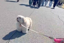 突然『散歩拒否』を発動した犬→後ろから人が歩いてきて、邪魔になると思ったら…掛けられた『まさかの言葉』に8万いいね「最高」「可愛い毛玉」