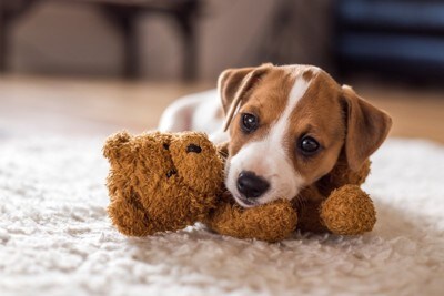 ぬいぐるみに顔を置く犬
