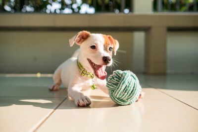 布のボールで遊ぶ子犬
