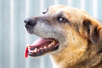 口を開けた犬の横顔