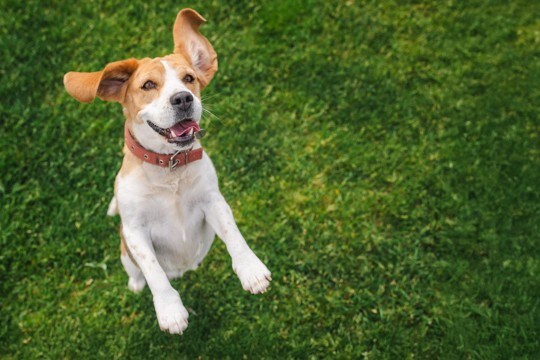犬が『興奮している』ときにする仕草や行動4つ 大はしゃぎしてしまう理由とは?