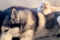 子猫が『大型犬に育てられた』結果→背中から降りたと思ったら…とんでもなく尊い光景が4088万再生「なんか涙出た…」「平和すぎる」と悶絶