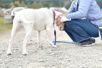頭を寄せる白い犬