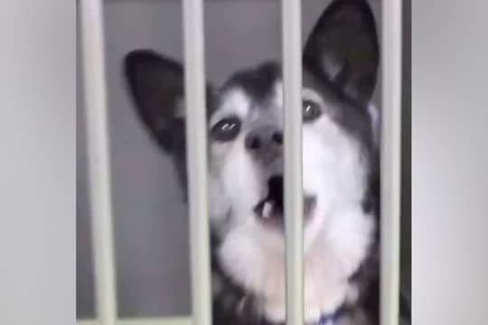 『人懐っこい迷子犬』を保護→家族を待っても、お迎えが来なくて…当時が嘘のような『表情の変化』に感動「最高のストーリー」「末長くお幸せに」