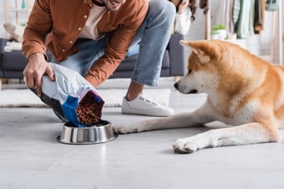 袋からフードを直接食器に入れられるのを見つめる秋田犬