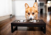 犬が短命になる『ご飯の与え方』5選　今すぐ改善すべきタブー行為や必要な配慮まで