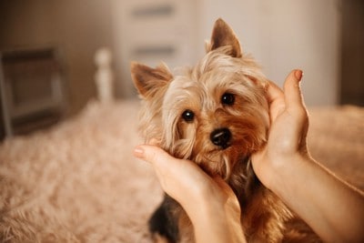 慰めてくれる犬