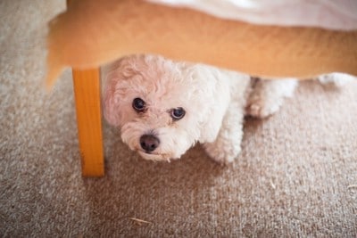 怖がる犬