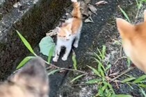 犬の散歩中、車に轢かれそうだった子猫を発見→放っておけずに連れて帰った結果…尊すぎる『現在の光景』が13万再生「愛の循環」「幸せそう」