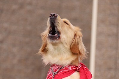 吠える大型犬