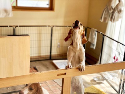 サークル内で吠える犬