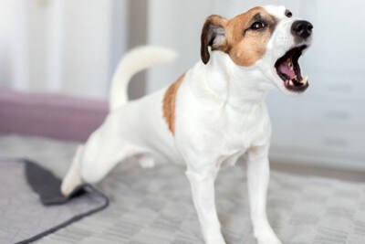吠える犬