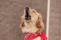 犬が『悲しい鳴き方』をする理由４選　気づいてあげたい愛犬からのSOSとは？